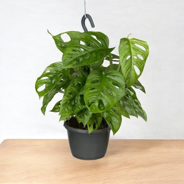 Monstera Adansonii-Hanging Adansons Monstera